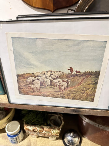 Vintage book plate sheep 9x11