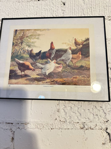 Vintage book plate fowls 9x11