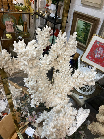 Huge White Coral with Cement Base 17" x 16" W1431