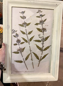 Pressed floral art in white frame - 14.5 x 20.5 - Linaria No 54