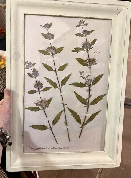 Pressed floral art in white frame - 14.5 x 20.5 - Linaria No 54