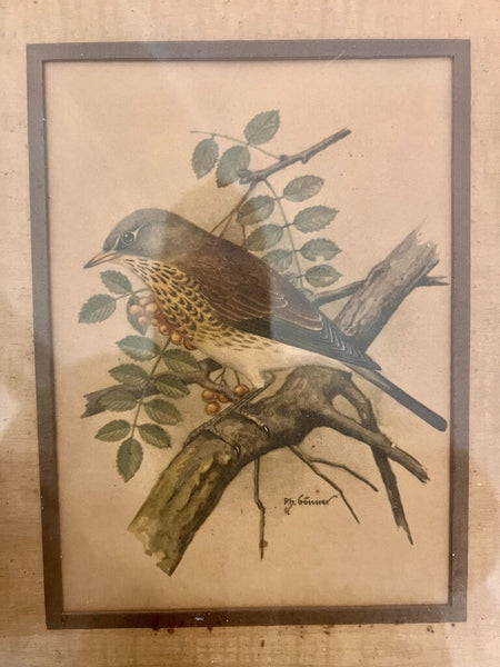 Vintage bird print in faux bamboo frame 9.5x12, as found, bird on branch left facing