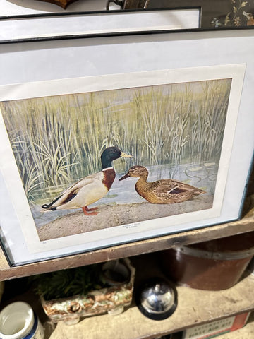 Vintage bookplate mallard duck 9x11