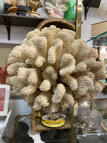 Cauliflower Coral W1447