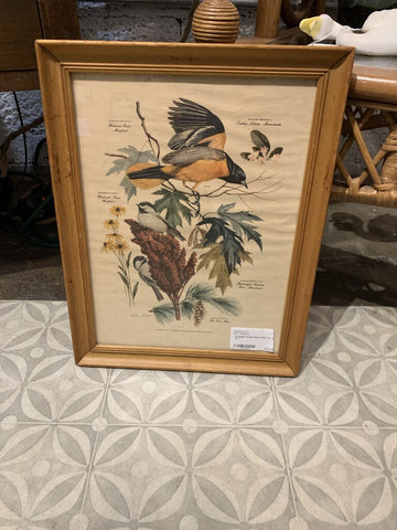 Vintage Framed Bird Print- 11" w x 14" l