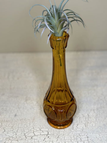 VINTAGE AMBER VASE 9 1/4" X 3" with SUCCULENT INCLUDED