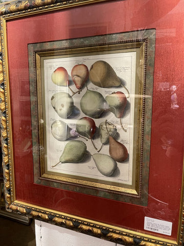 Antique framed & matted copper plate engraving with hand coloring artist Johann Hermann Knopp date 1758 with conservation glass 23 1/2 in high x 21 in wide