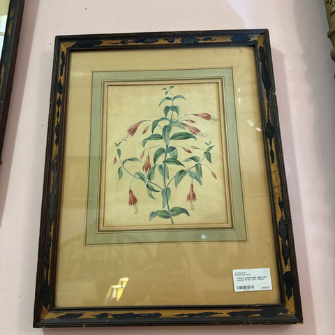 Antique framed book page, hand colored, 15 1/2" x 20", Fuschia