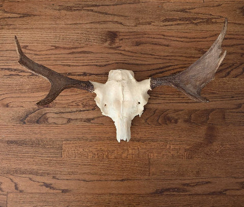 Moose Antlers w/Skull - 27" Span