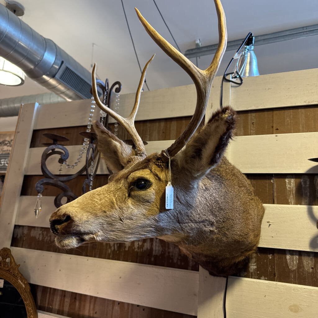 West Coast Mule Deer Mount