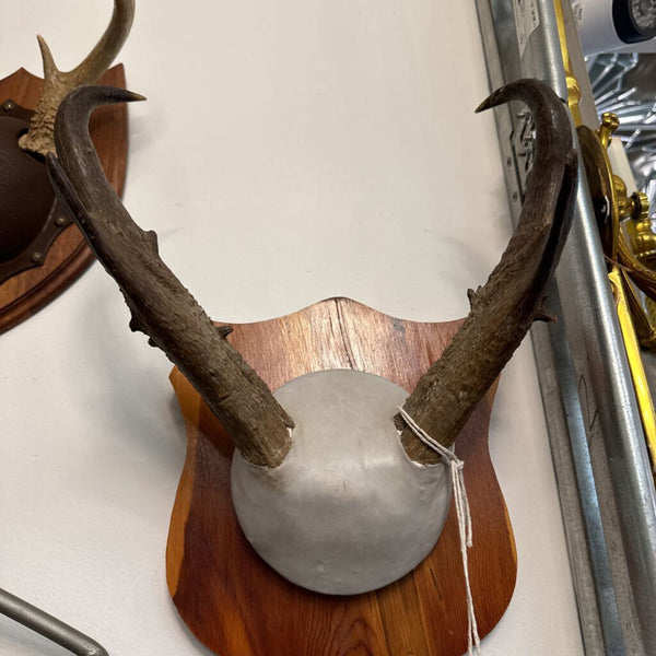 Vint Pronghorn Antelope Horn Mount