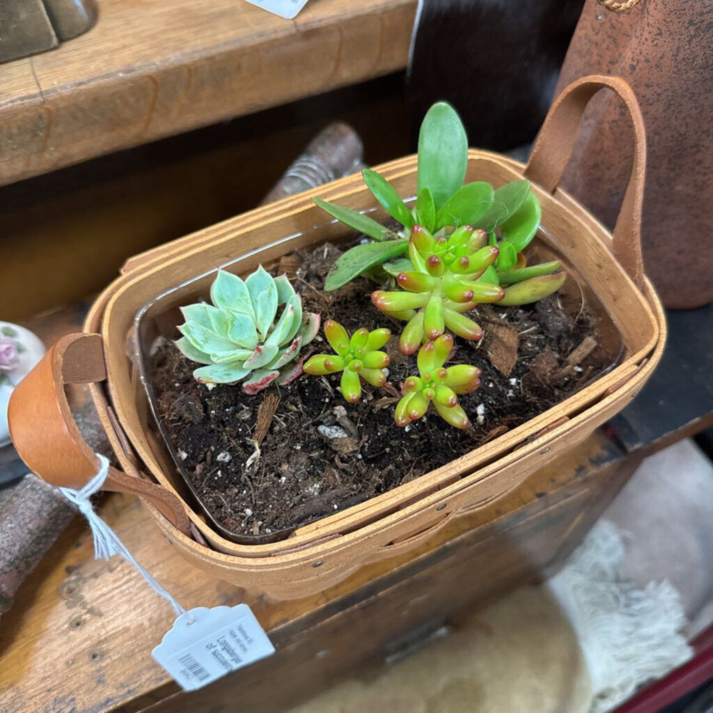 Longaberger basket of succulents