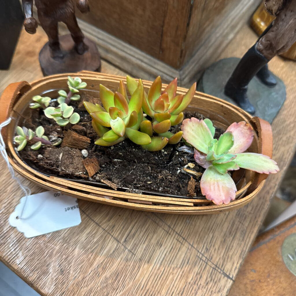 Longaberger basket with succulents