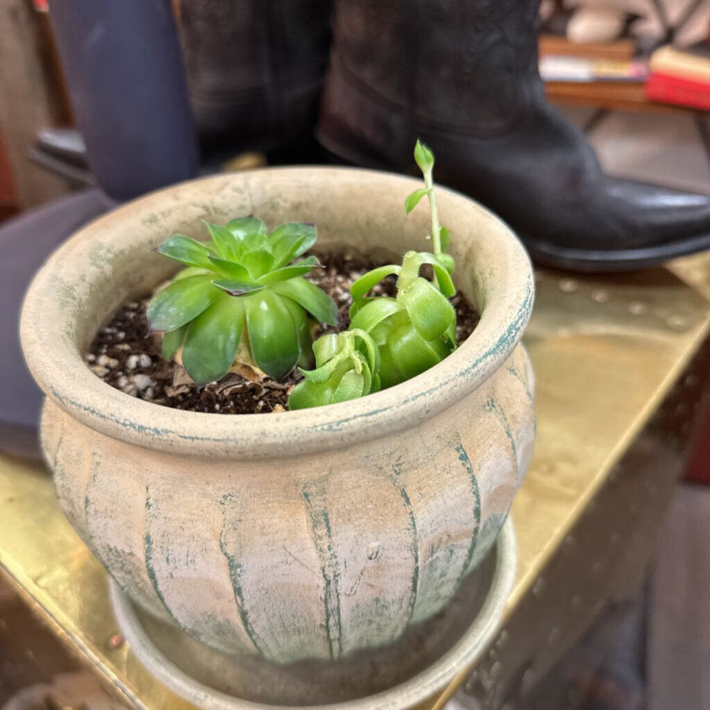 Rustic potted succulents