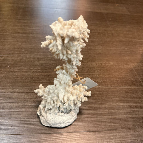 White Coral on Cement Base W1397