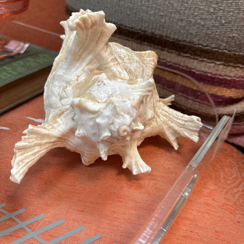 Spiked Shell W1853
