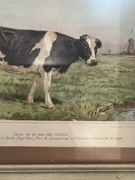 Vintage Framed Cow Print