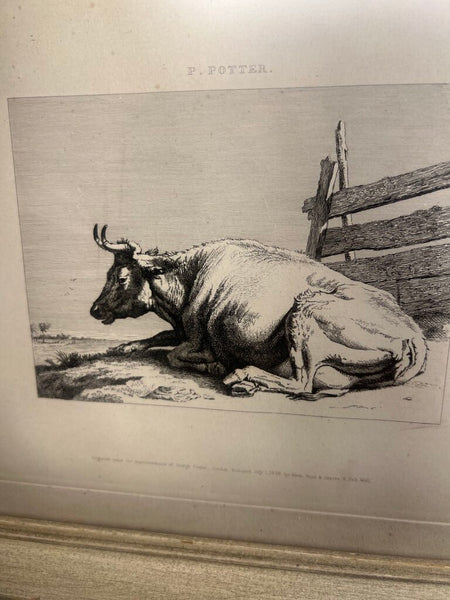 Vintage Framed Steer Print