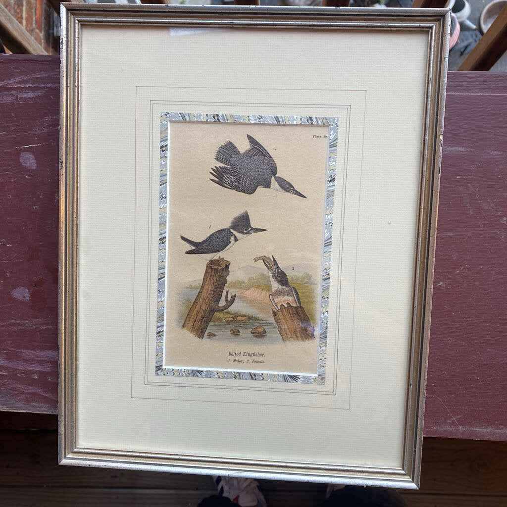 Framed Belted Kingfisher print