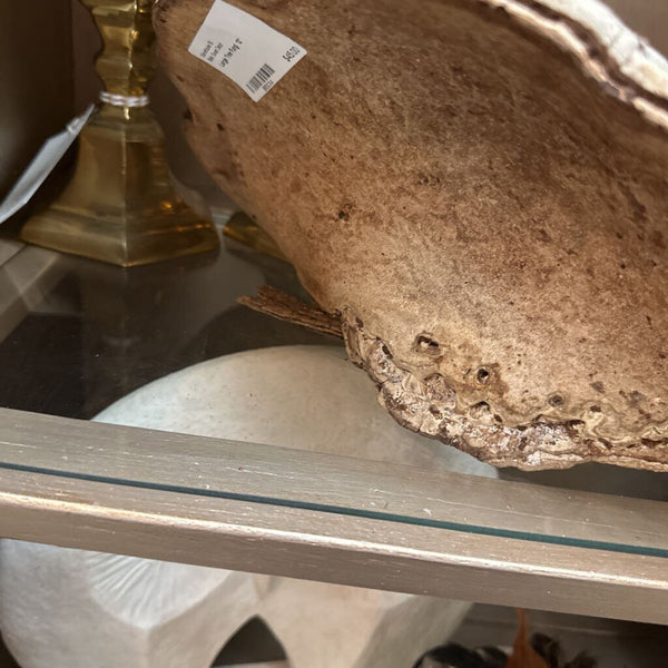 Large Tree Fungi 12"
