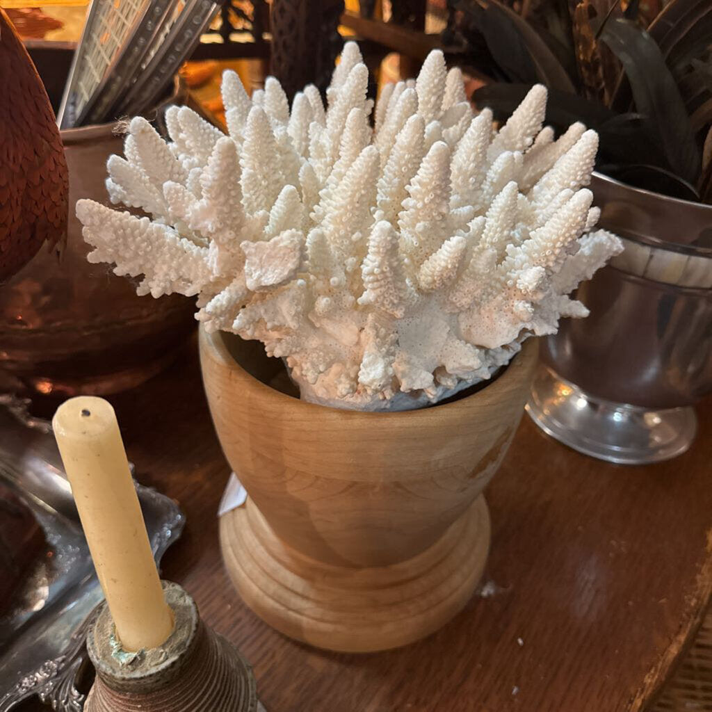 Large coral on wood pedestal