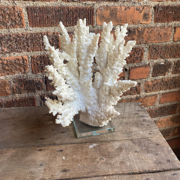 Coral mounted on glass 10in