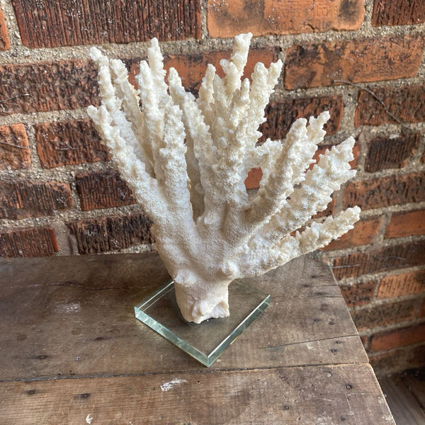 Coral mounted on glass 10in