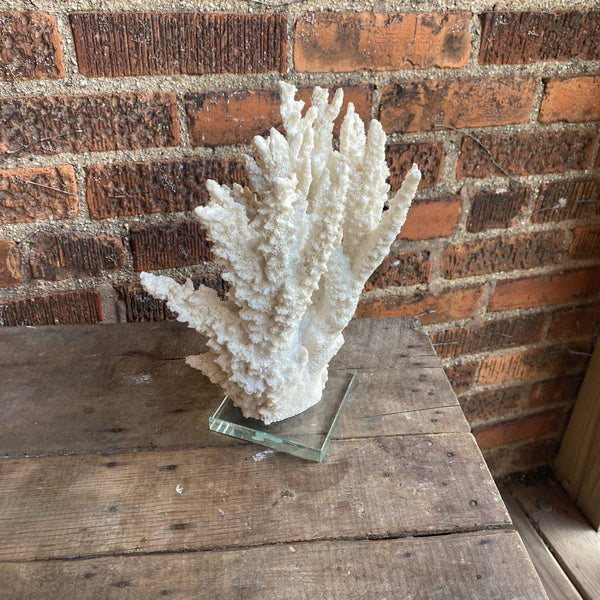 Coral mounted on glass 10in