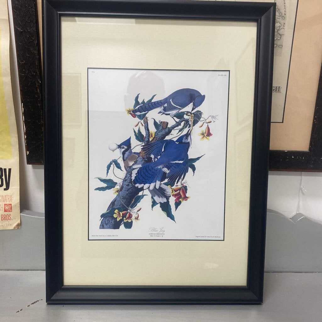 Framed Blue jay print 19x14