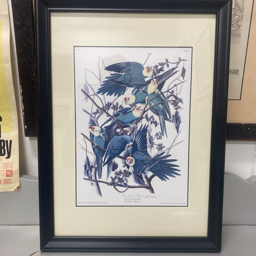 Framed Carolina parrot print 19x14