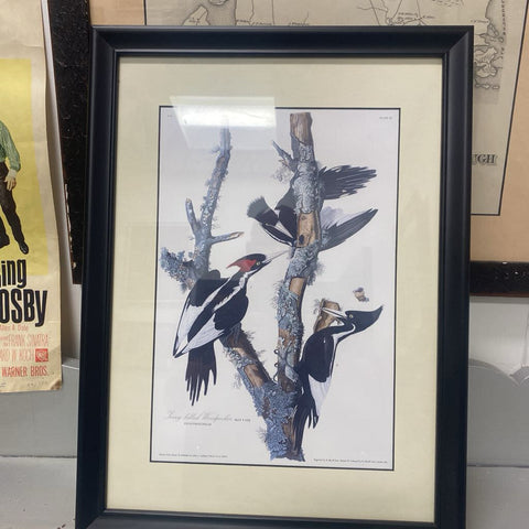Framed Ivory billed Woodpecker print 19x14