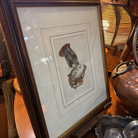 Audubon litho buzzard