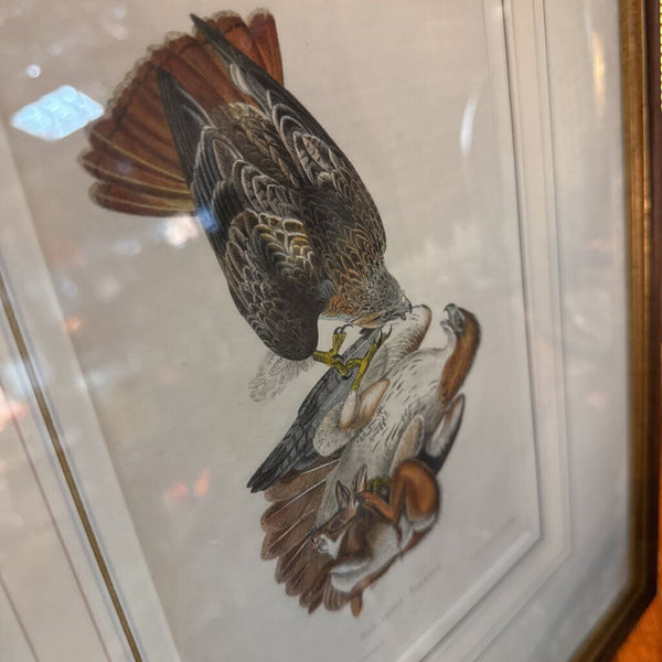 Audubon litho buzzard