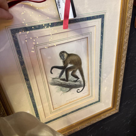 Set of 5 monkey framed lithographs