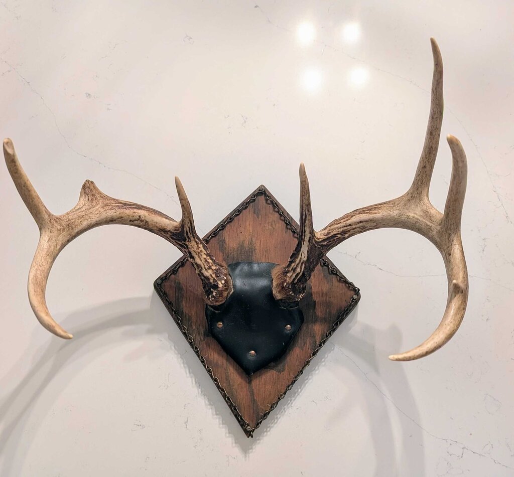 Vintage Mounted Antlers - 17w x 12h