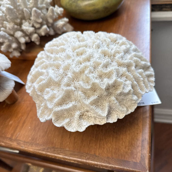 Moxie - Brain Coral