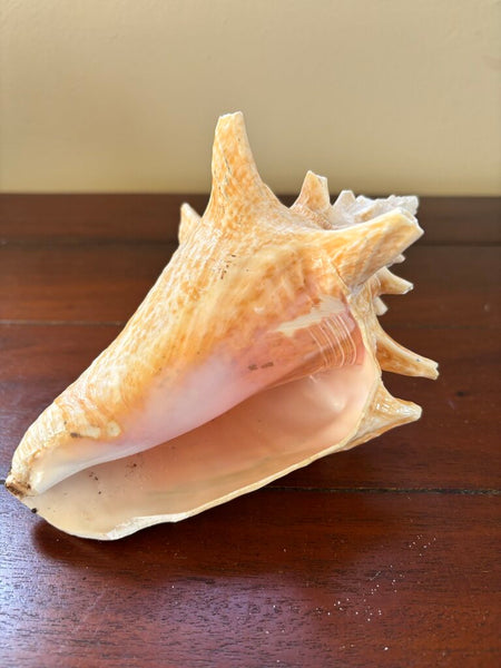 8in Conch Shell