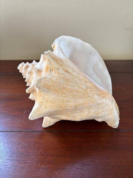 9in Conch Shell