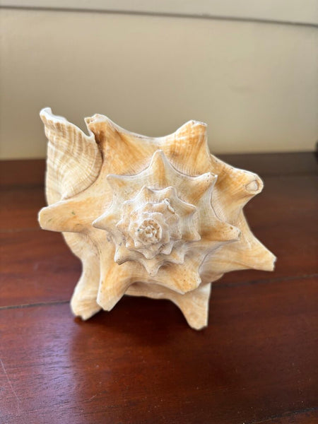 9in Conch Shell