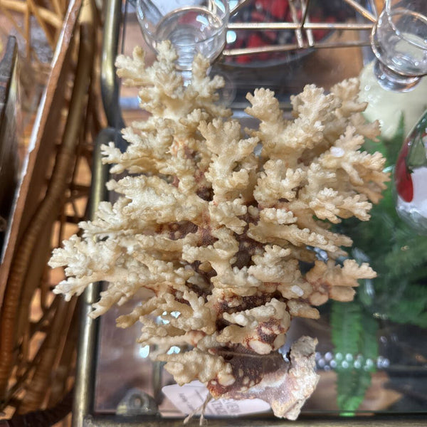White Coral 9" x 8" As Found W2241