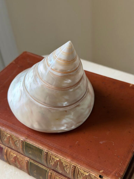 1528 Turbo Mother of Pearl Shell