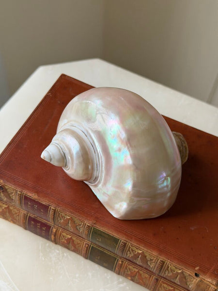 1529 Turbo Mother of Pearl Shell