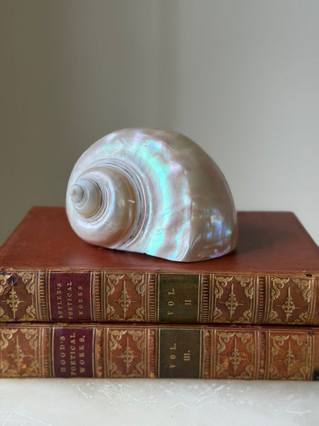 1529 Turbo Mother of Pearl Shell