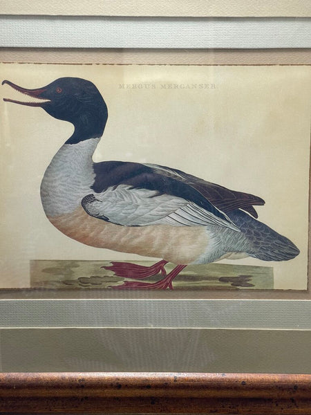 Antique hand colored duck engraving framed