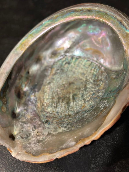LARGE ABALONE SHELL 9" X 7"