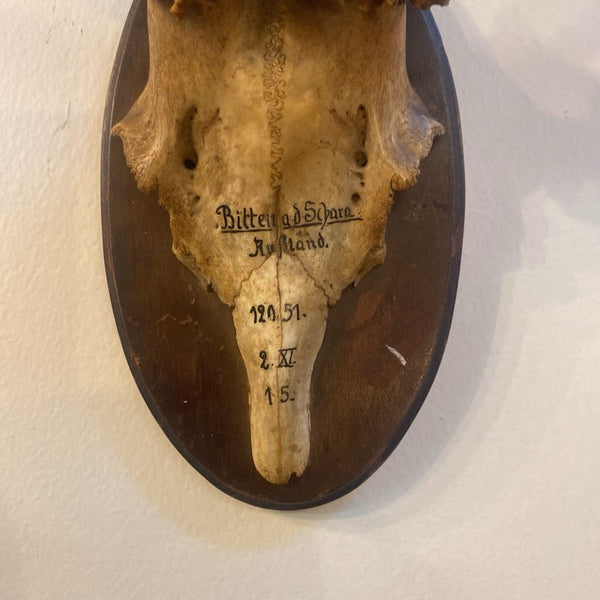 Russian deer antler mount