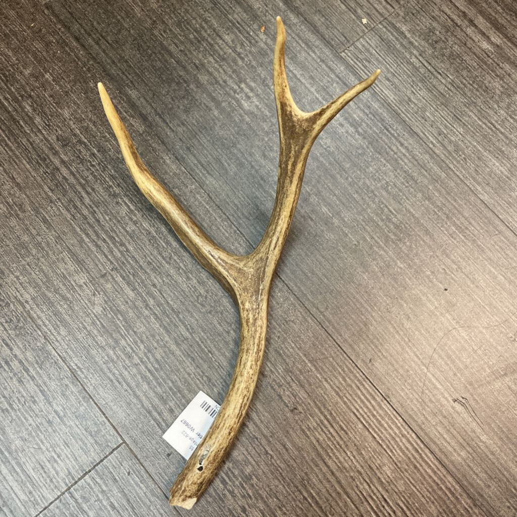 Small Antler W0667
